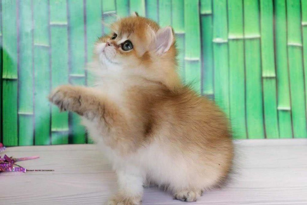 Продам британскую кошечка в золотом окрасе