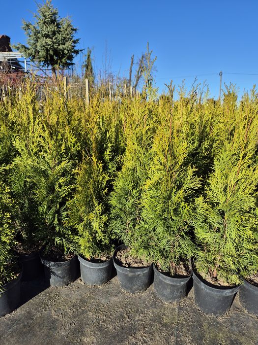 Thuja smaragd/tuja szmaragd  ok.70cm