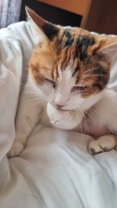 Atena dojrzała trikolorka, wyrwana z piekła szuka pilnie domu