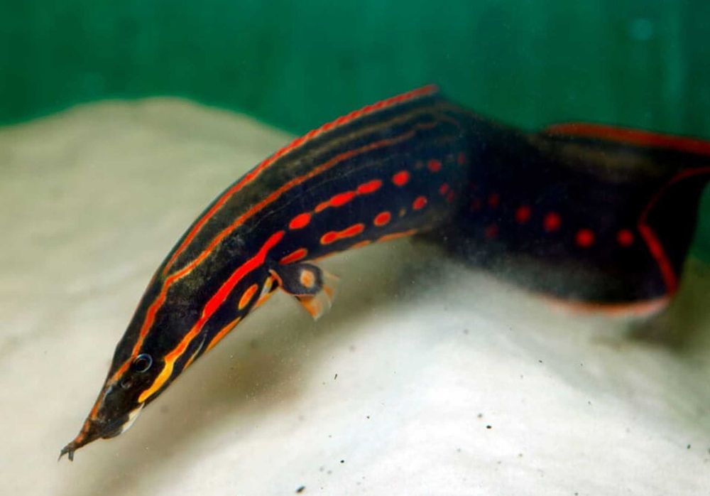 Węgorek ognisty - Mastacembelus erythrotaenia - dowozimy, wysyłamy