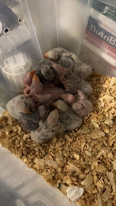 Agapórnis ring necks pyrrhuras para criar há mão