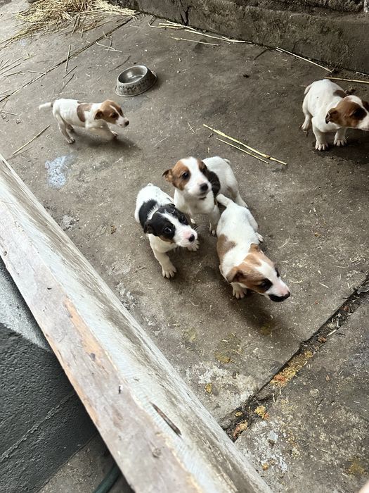 Продам собак породи фокстерʼєр