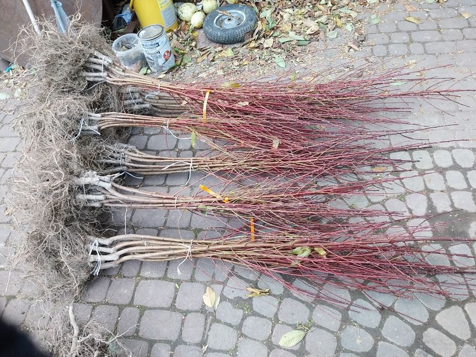 Krzewy i drzewa owocowe