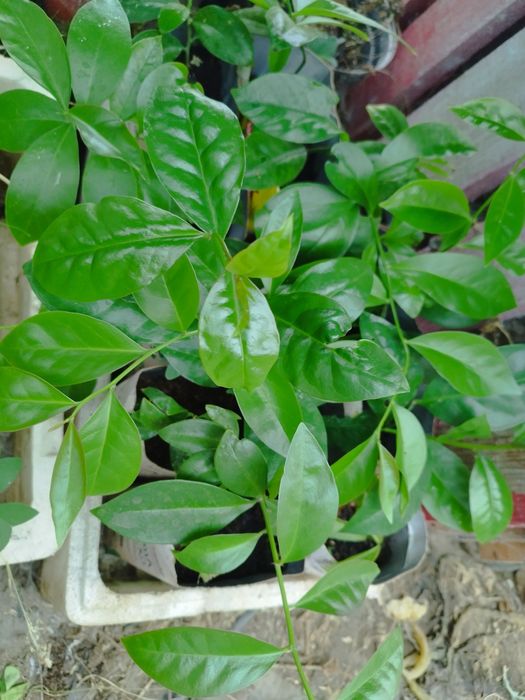 Ora. Pro. Nobis  planta