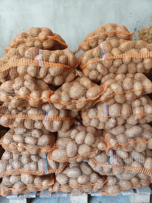 Ziemniak jadalny QUEEN, SORAYA worki 15kg większą ilość