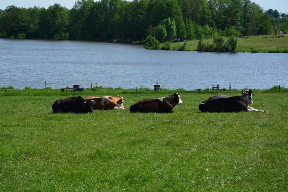 Domki na wyspie na Mazurach Garbatych. Noclegi, Mazury, łowisko