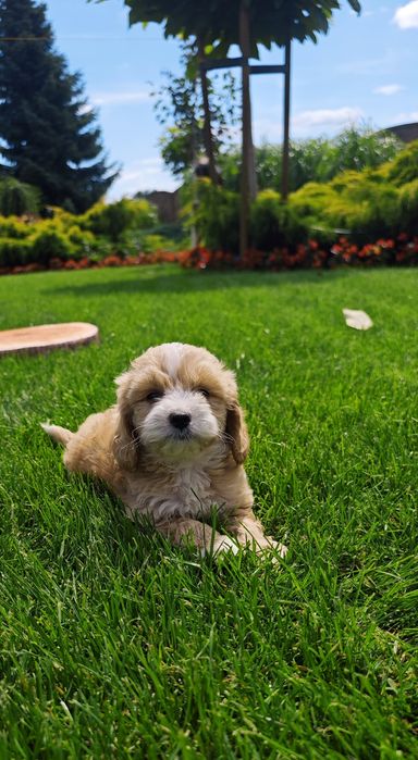 **Cockapoo** cudowny piesek!