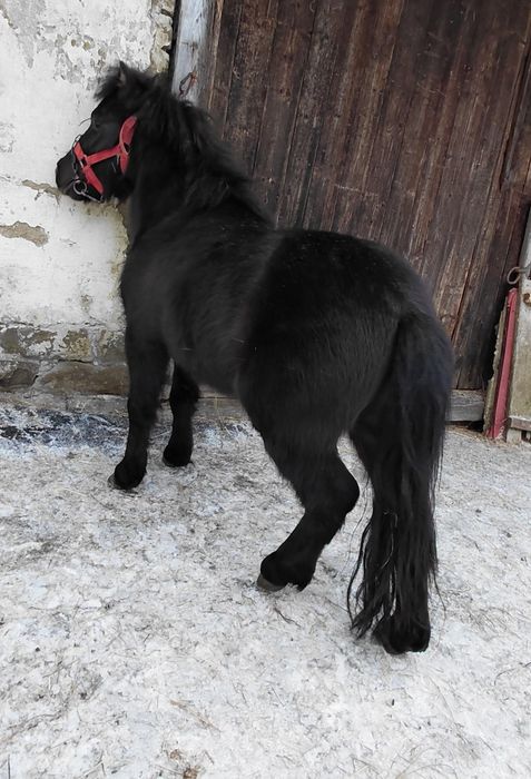 Sprzedam pięknego kucyka