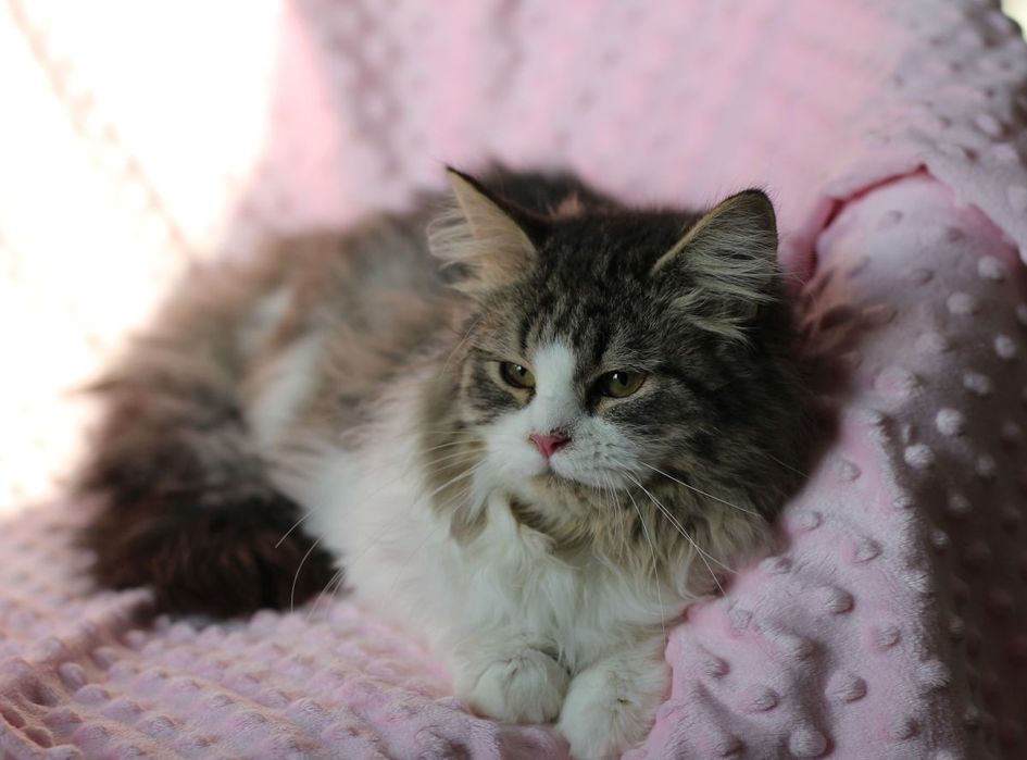 Syberyjska dziewczynka