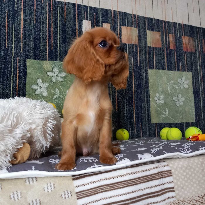 Кавалер кінг чарльз спаніель