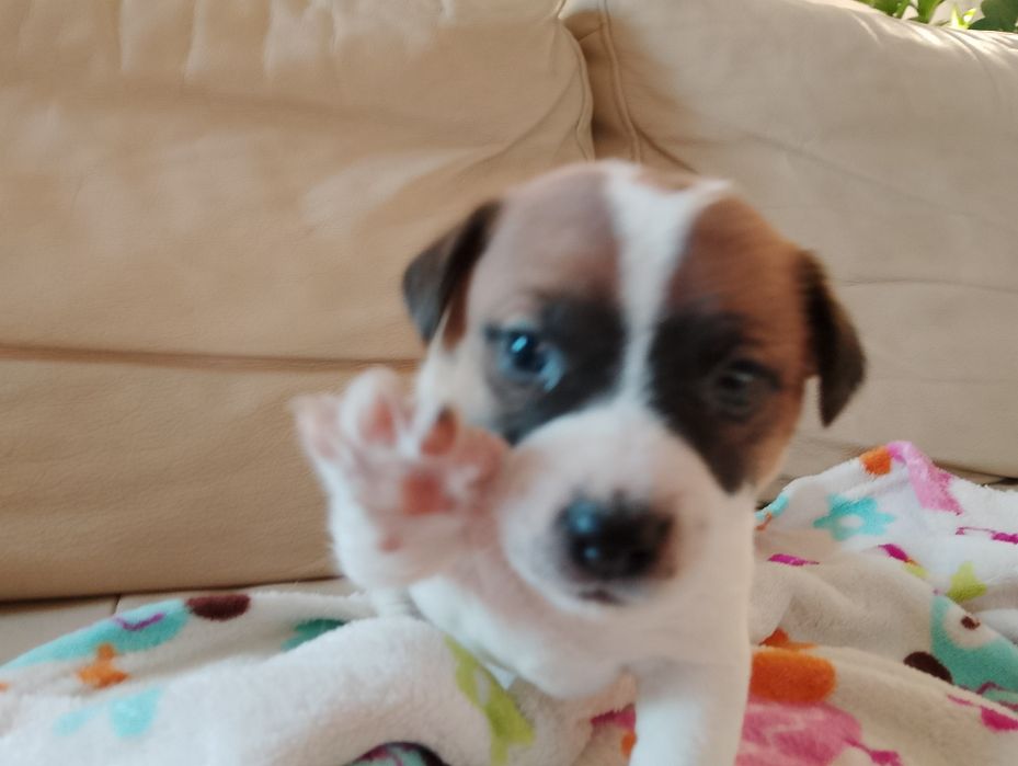 Jack Russell terrier