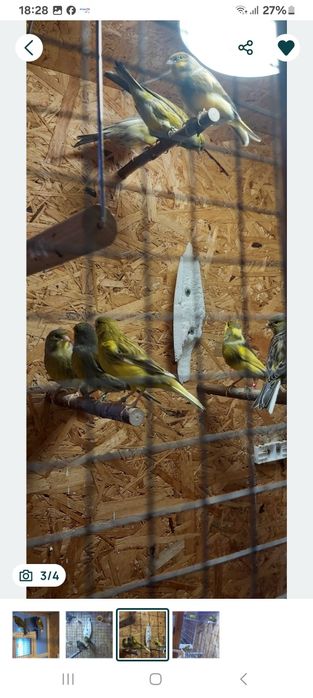 Sprzedam kanarki bastardy