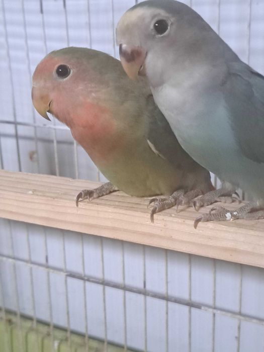 Agapornis disponíveis