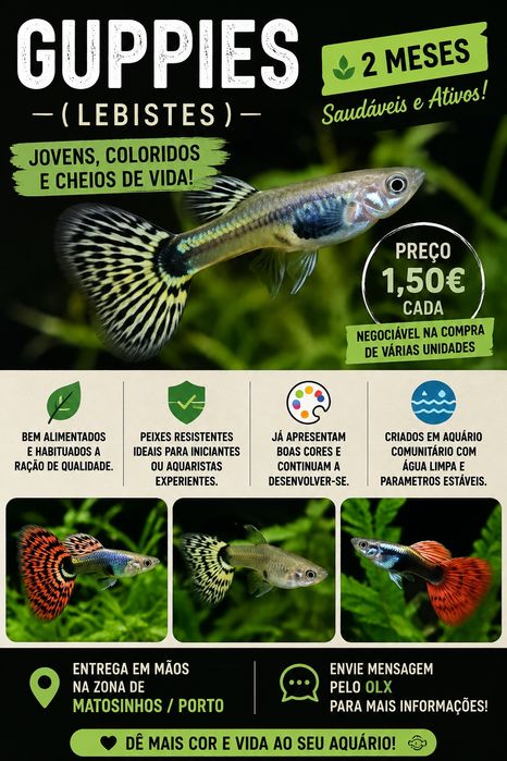 Guppies (Lebistes) Jovens – 2 Meses – Saudáveis