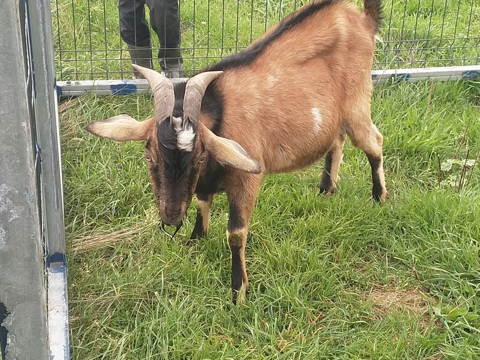 Reproduktor capek kozioł samiec