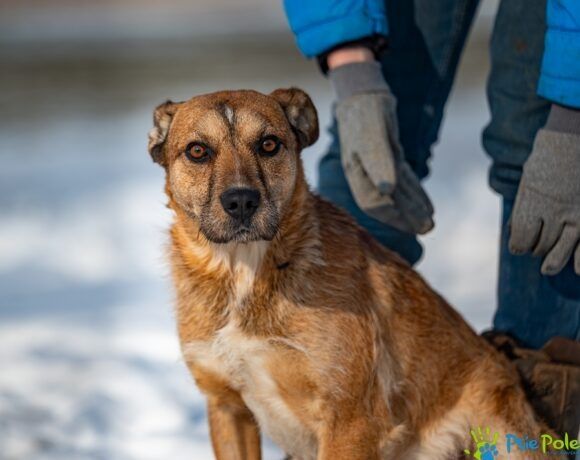 Nieśmiały piesek SAJMON szuka miłego domku!