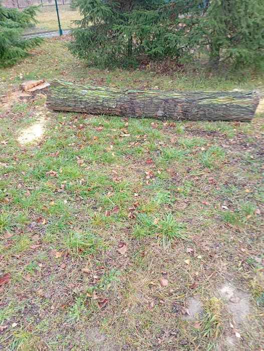 Sprzedam pien drewna akacjowego