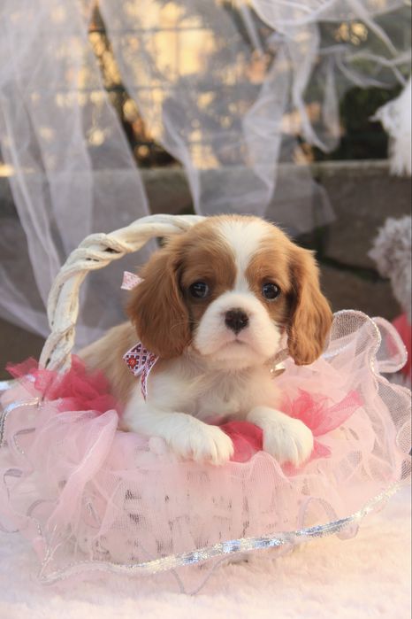Дівчинка Кавалер Кінг чарльз спаніель
