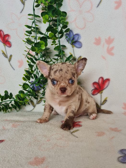 Excelente  menino mini Chihuahua/Chiuaua de Qualidade. Lunhagem Russa