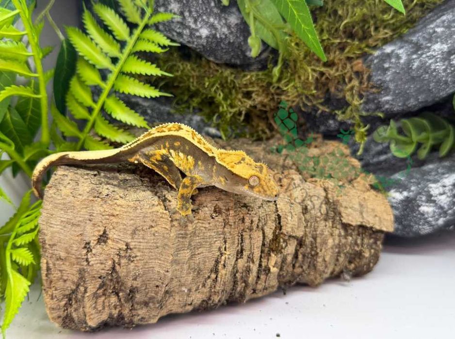 Gekon orzęsiony Gekony orzęsione Konin