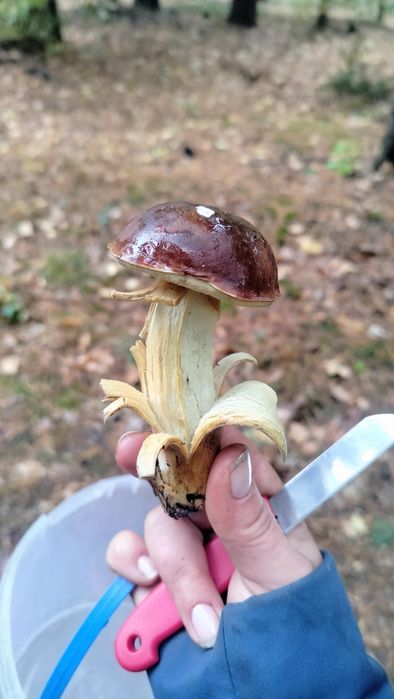 Grzybki marynowane 350g.