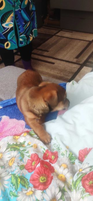 Цуценя( такси з дворнягой) віддам в добрі руки