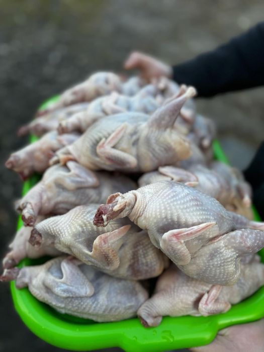 Свіже мясо перепелине