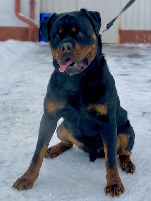 Вязка  Ротвейлер великий кобель.