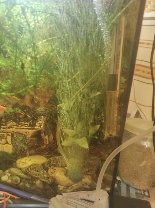 Компресор  для акваріуму на USB Обігрівач для акваріума на USB