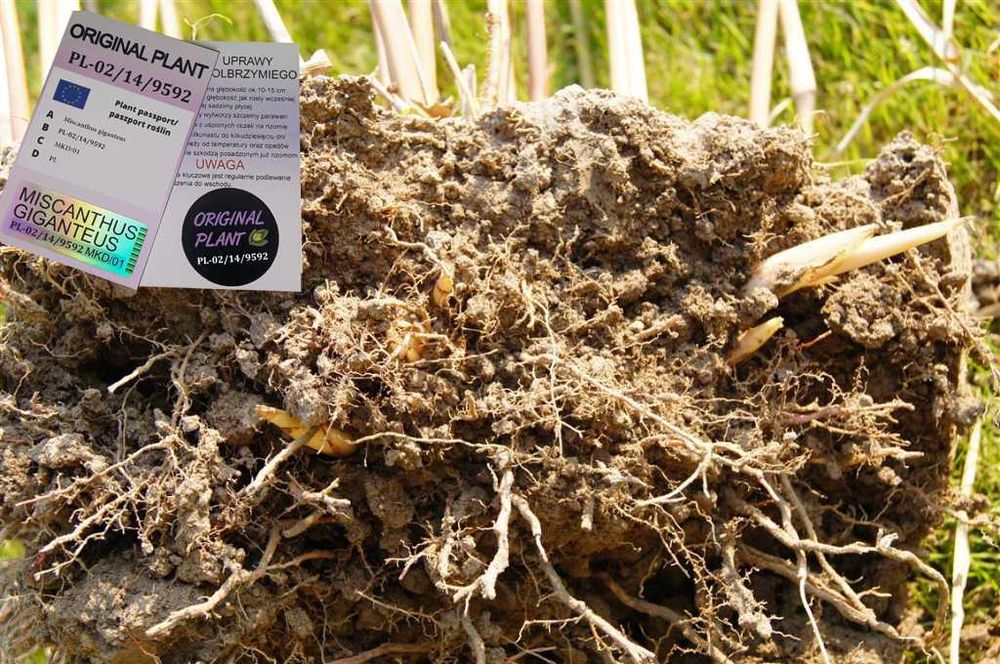 Miskant Olbrzymi-Giganteus.na żywopłot-ORYGINALNY! Duża karpa XXX!!!