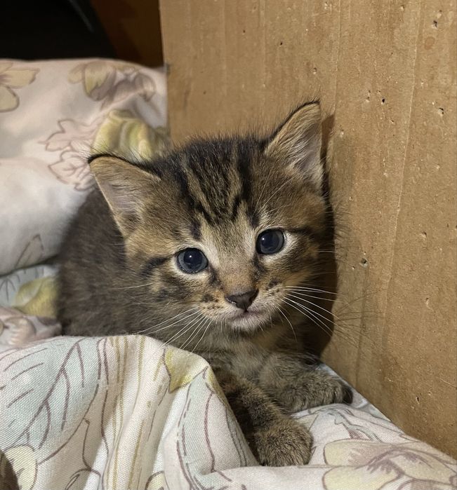 Кошеня дівчинка 1 місяць