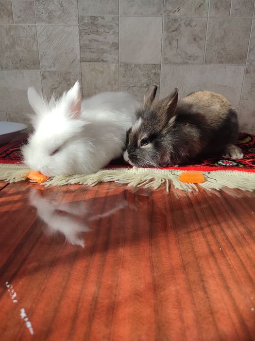 Декоративные кролики