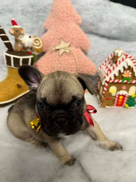 Buldog francuski- gotowy do odbioru