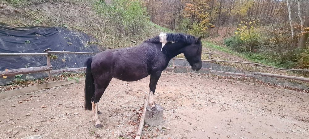 Klacz huculska 4 letnia