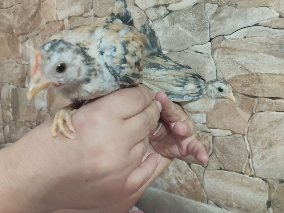 Galinhas seramas