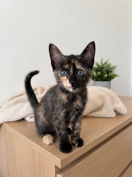Setúbal e arredores / Margem Sul — PEPPER e SPOT, gatinhas para adoção