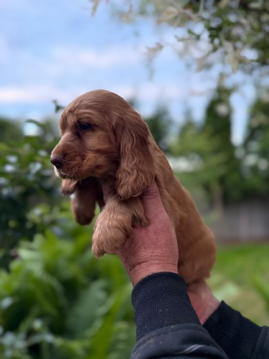 Cocker spaniel angielski Piesek