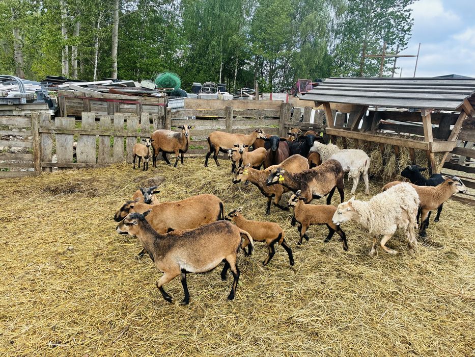 Owce kameruńskie, owca, baran, zmniejszenie stada