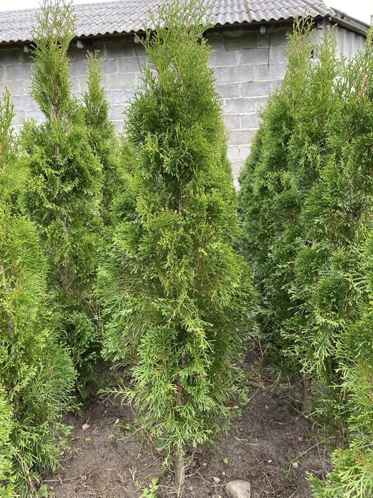 Tuja szmaragd 100-140cm