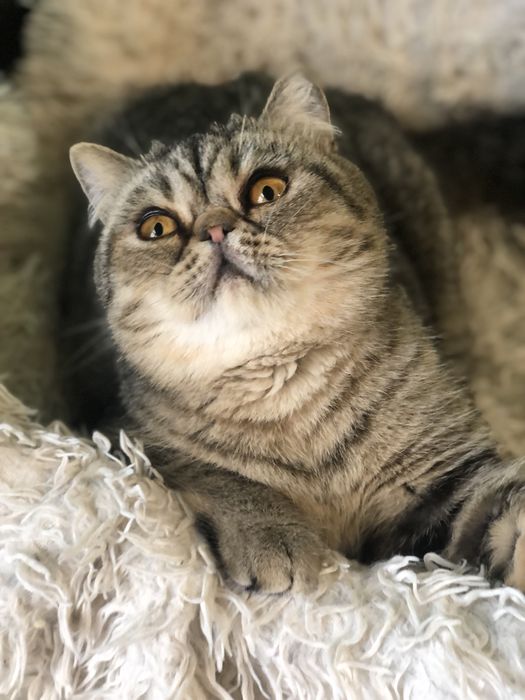 Красавица экзотка