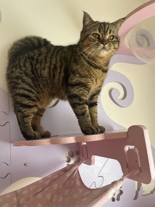 Femea Scottish straight