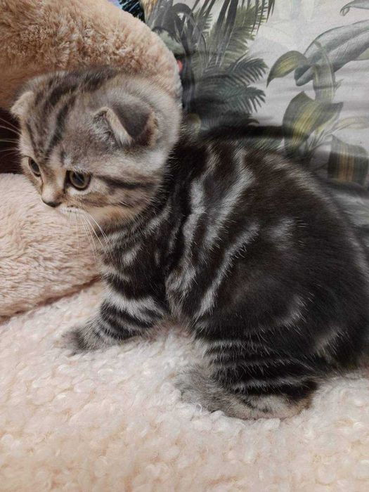 Терміново. Чистокровне шотландське кошеня.