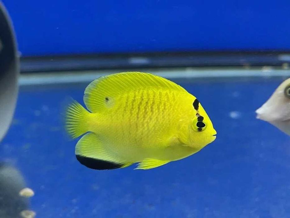 Akwarium morskie - Apolemichthys trimaculatus Juvenile