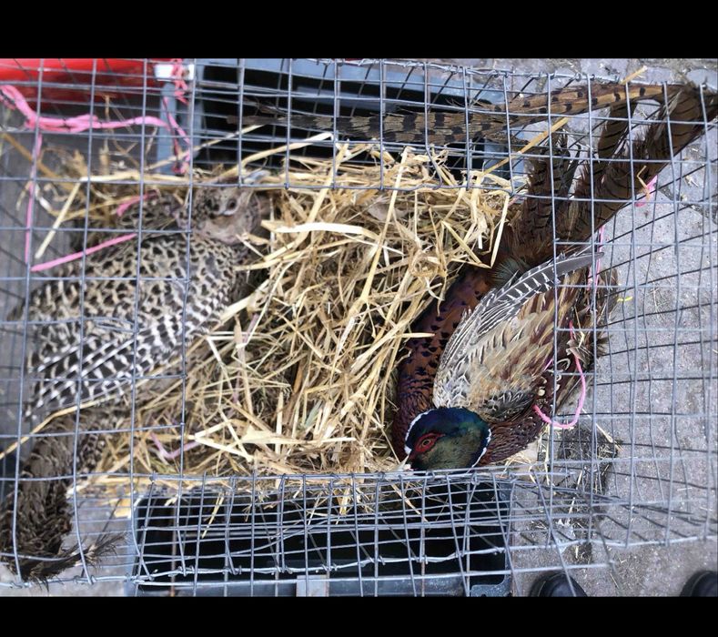 Продам   Трьох. фазанів  самців