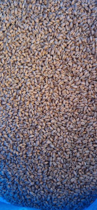 Pszenica ozima 2025 – czysta, sucha, gotowa do karmienia