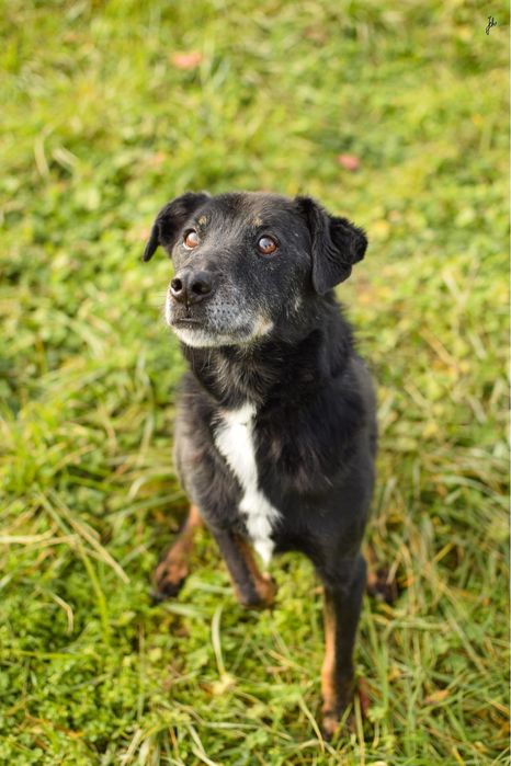 Topik nie ma czasu czekać - podaruj ciepły dom - adoptuj