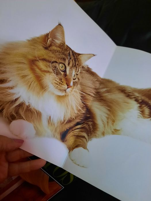 Gatos de Raça Royal Canin