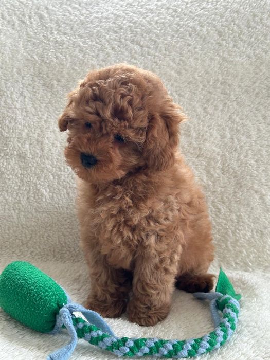 Хлопчик мальтіпу