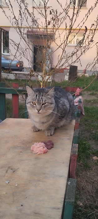 Безкоштовно котик