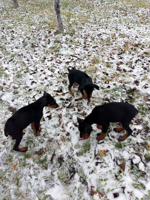 Продаються цуценята